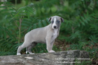 CHIOT WHIPPET ELEVAGE DE LA ROMANCE DES DAMOISEAUX