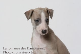 CHIOT WHIPPET ISSU DE L ELEVAGE DE LA ROMANCE DES DAMOISEAUX