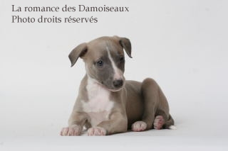 CHIOT WHIPPET ISSU DE L ELEVAGE DE LA ROMANCE DES DAMOISEAUX