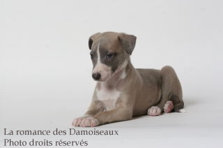 CHIOT WHIPPET ISSU DE L ELEVAGE DE LA ROMANCE DES DAMOISEAUX