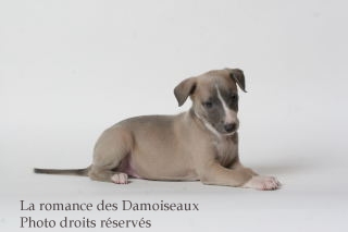 CHIOT WHIPPET ISSU DE L ELEVAGE DE LA ROMANCE DES DAMOISEAUX