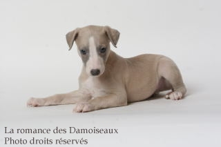 CHIOT WHIPPET ISSU DE L ELEVAGE DE LA ROMANCE DES DAMOISEAUX