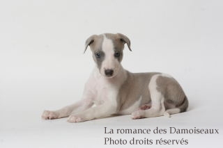 CHIOT WHIPPET ISSU DE L ELEVAGE DE LA ROMANCE DES DAMOISEAUX