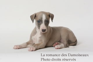 CHIOT WHIPPET ISSU DE L ELEVAGE DE LA ROMANCE DES DAMOISEAUX