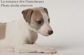 CHIOT WHIPPET ISSU DE L ELEVAGE DE LA ROMANCE DES DAMOISEAUX