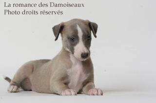 CHIOT WHIPPET ISSU DE L ELEVAGE DE LA ROMANCE DES DAMOISEAUX