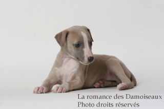CHIOT WHIPPET ISSU DE L ELEVAGE DE LA ROMANCE DES DAMOISEAUX