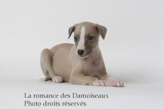 CHIOT WHIPPET ISSU DE L ELEVAGE DE LA ROMANCE DES DAMOISEAUX