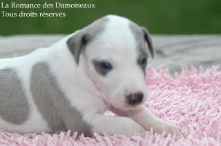 CHIOT WHIPPET PHOTO THIERRY GAUZARGUES