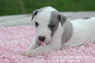 CHIOT WHIPPET PHOTO THIERRY GAUZARGUES