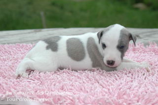 CHIOT WHIPPET PHOTO THIERRY GAUZARGUES