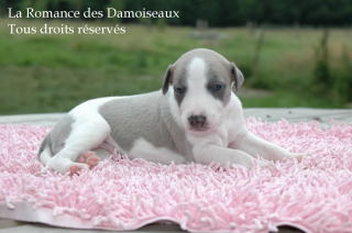 CHIOT WHIPPET PHOTO THIERRY GAUZARGUES