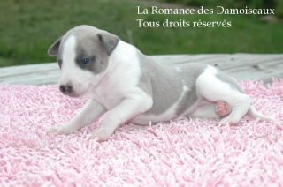 CHIOT WHIPPET PHOTO THIERRY GAUZARGUES