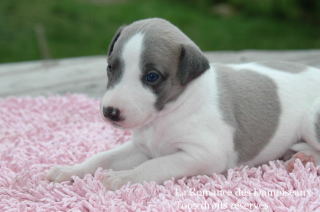CHIOT WHIPPET PHOTO THIERRY GAUZARGUES