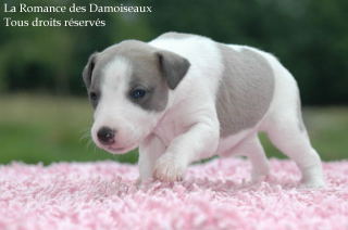CHIOT WHIPPET PHOTO THIERRY GAUZARGUES