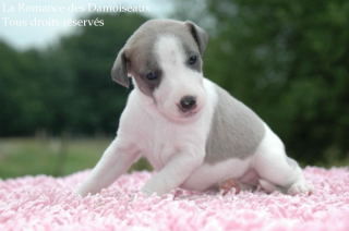 CHIOT WHIPPET PHOTO THIERRY GAUZARGUES