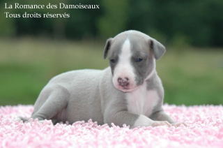CHIOT WHIPPET PHOTO THIERRY GAUZARGUES