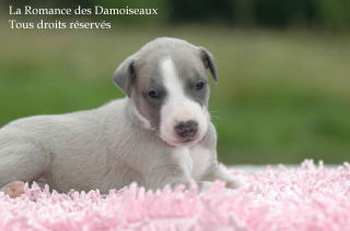 CHIOT WHIPPET PHOTO THIERRY GAUZARGUES