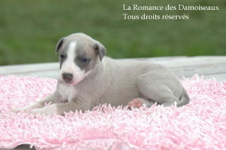 CHIOT WHIPPET PHOTO THIERRY GAUZARGUES