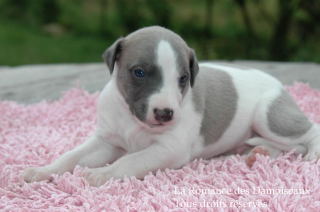 CHIOT WHIPPET PHOTO THIERRY GAUZARGUES