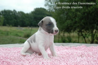 CHIOT WHIPPET PHOTO THIERRY GAUZARGUES