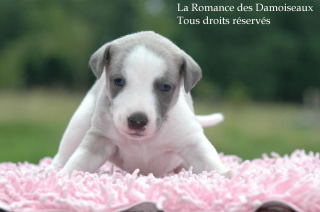 CHIOT WHIPPET PHOTO THIERRY GAUZARGUES