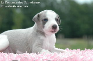 CHIOT WHIPPET PHOTO THIERRY GAUZARGUES