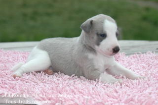 CHIOT WHIPPET PHOTO THIERRY GAUZARGUES