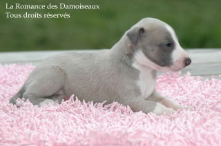 CHIOT WHIPPET PHOTO THIERRY GAUZARGUES