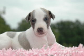 CHIOT WHIPPET PHOTO THIERRY GAUZARGUES