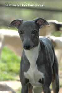  En photo notre whippet Apothose xr de chambord