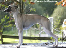 En photo notre whippet (femelle) Bourgeoise de la romance des damoiseaux