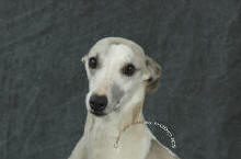 En photo notre whippet (femelle) Championne internationale Triumph de la romance des damoiseaux