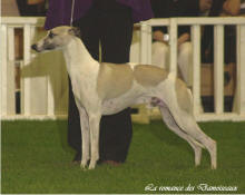  En photo le whippet (male) Champion international de beaut Offenbach de la romance des damoiseaux prop: Isabelle Verniangal