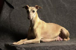 whippet petite romance de chojnachi