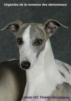  En photo whippet (femelle) Urgandza de la romance des damoiseaux prop: Doriane Fleury