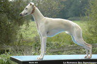en photo notre whippet (femelle) Allure horsewhipgold
