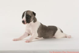 PHOTO CHIOT WHIPPET