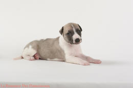 PHOTO CHIOT WHIPPET