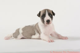 PHOTO CHIOT WHIPPET