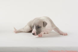 PHOTO CHIOT WHIPPET