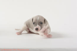 PHOTO CHIOT WHIPPET