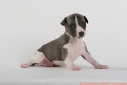 PHOTO CHIOT WHIPPET