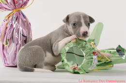 PHOTO CHIOT WHIPPET