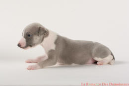 PHOTO CHIOT WHIPPET