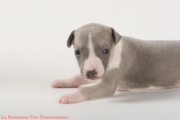 PHOTO CHIOT WHIPPET