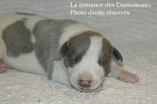 CHIOT WHIPPET ELEVAGE LA ROMANCE DES DAMOISEAUX