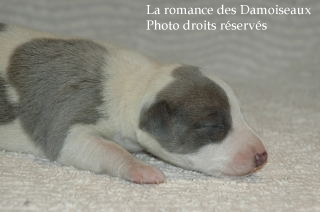 CHIOT WHIPPET ELEVAGE LA ROMANCE DES DAMOISEAUX