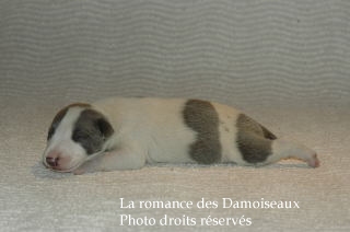 CHIOT WHIPPET ELEVAGE LA ROMANCE DES DAMOISEAUX