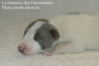 CHIOT WHIPPET ELEVAGE LA ROMANCE DES DAMOISEAUX